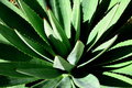 Green Aloe