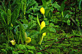 Skunk cabbage