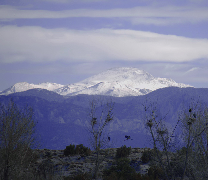 Rookery with a View