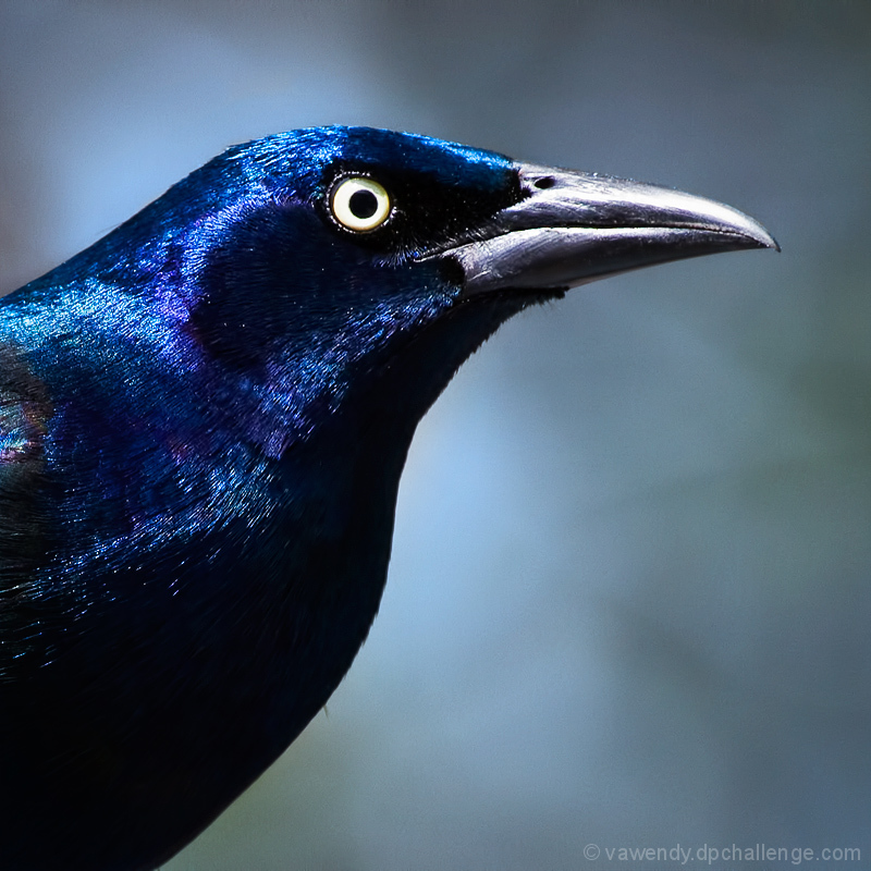 The Grackle