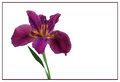 Purple & Gold Iris 