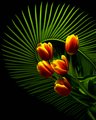 Tulips by Fern