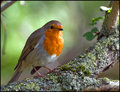 Robin