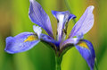 Louisiana Iris