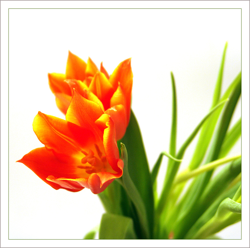 Tulips