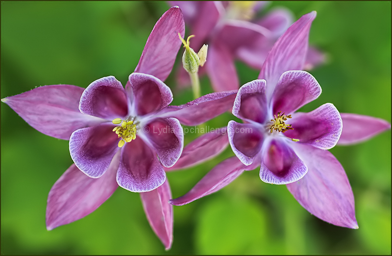 Columbine Cheerfulness