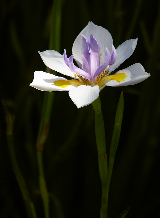 Fairy Iris