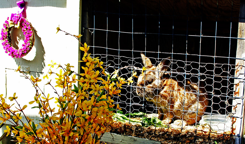 Rabbit in a Cage