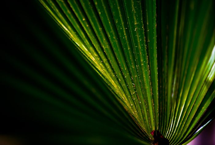 Lavistonia Fan Palm