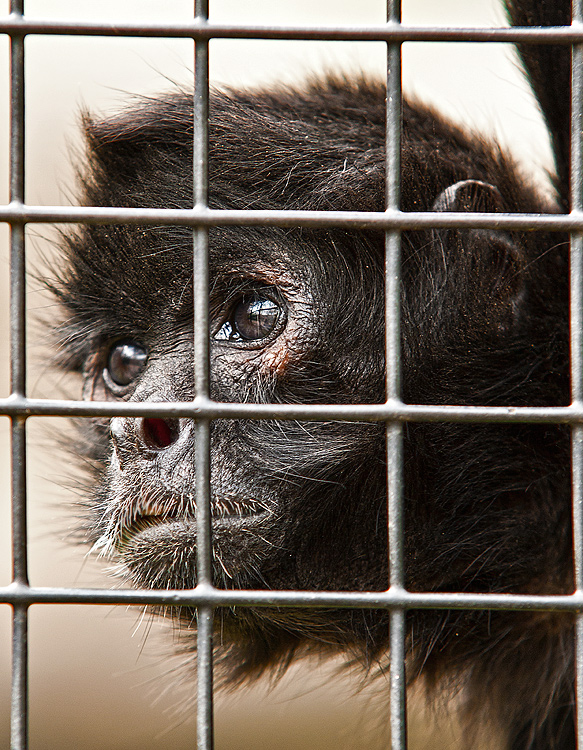 Caged