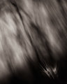 grain