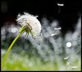 Catch the wind