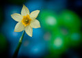 daffy