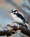 The Tiniest Woodpecker