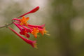 lonicera sempervirens