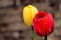 Red Tulip