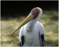 Yellow Billed Stork