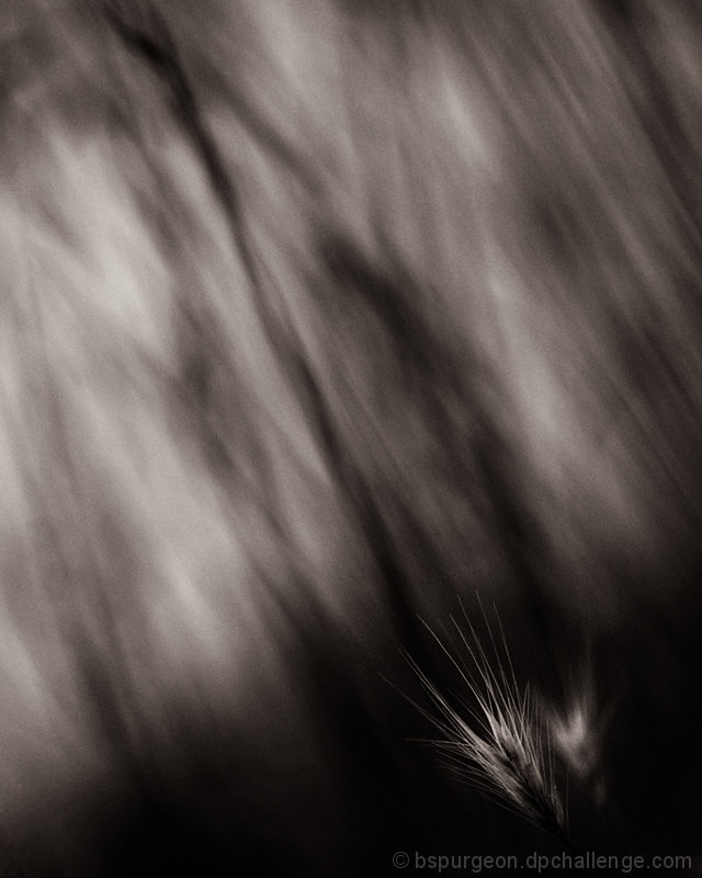 grain