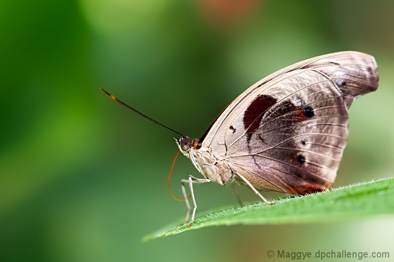 If I were a Butterfly