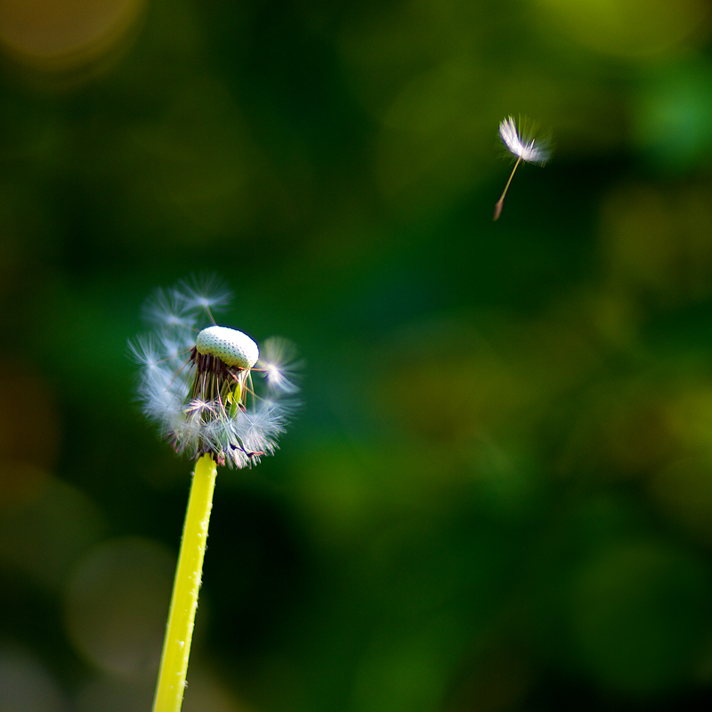 Freedom