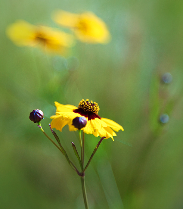 Daisy