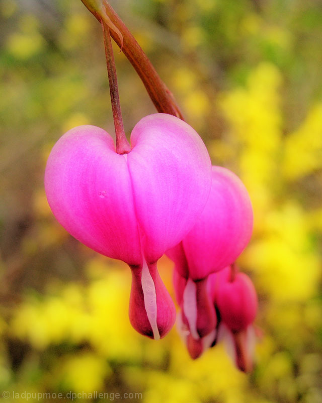 Hearts & Flowers