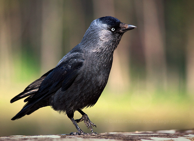 Jackdaw