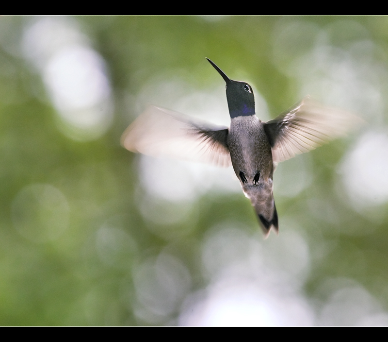 Light Flight