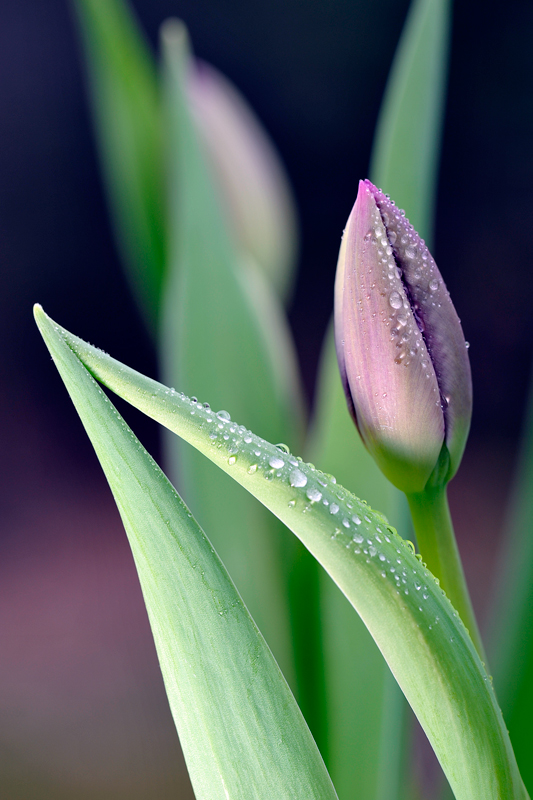 Tulip Time