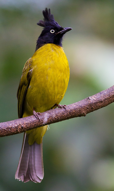 Black -Crested Bulbul