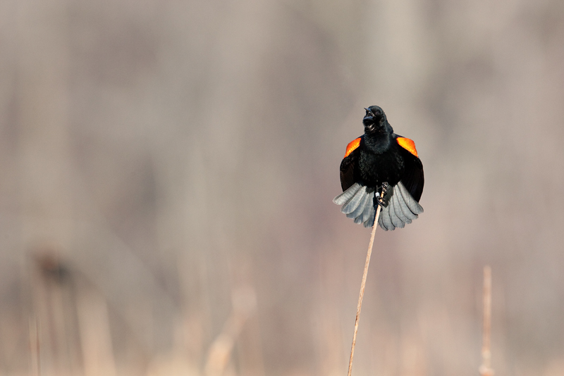 A Chirpy Serenade