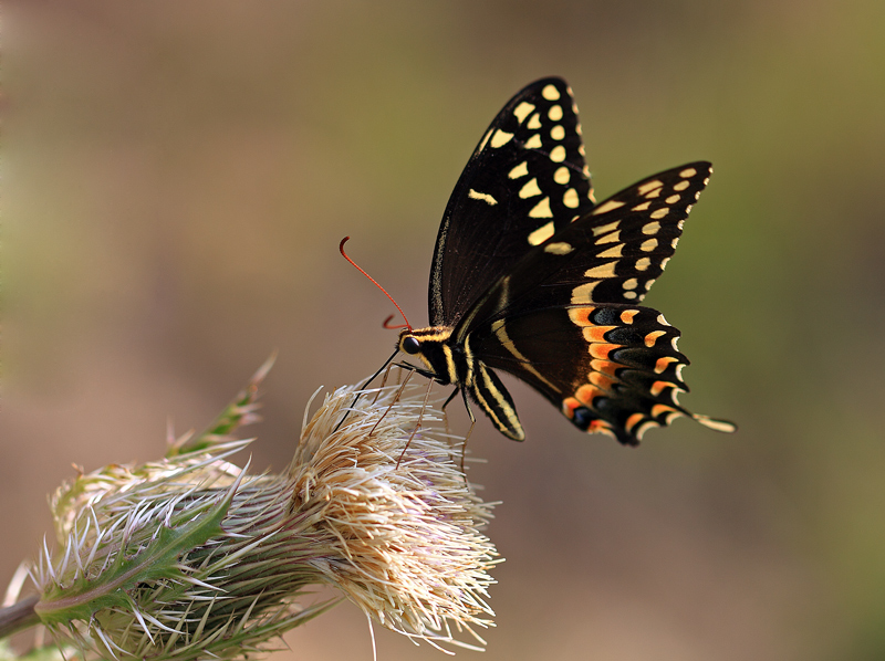Butterfly....