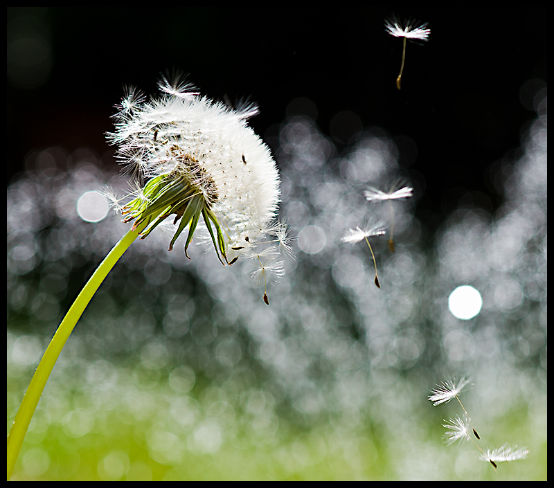 Catch the wind