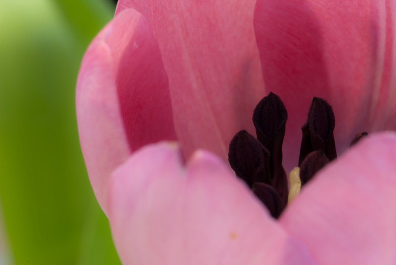 Easter Tulip