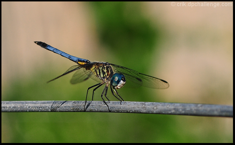 Dragonfly Perch