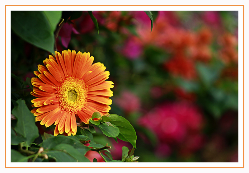 Flower on a tree..huh..alien