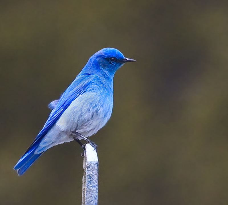 Mountain Blue bird