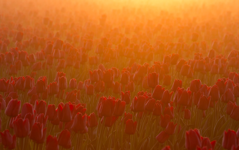 Where the rays of the sun were so warm and tender