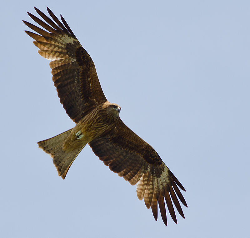 Spread your wings and fly away