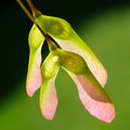 Baby Maple Wings