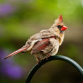 Ruffled