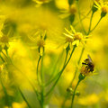 Working In A Square Of Yellow