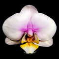 Phalaenopsis