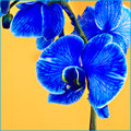 Blue Diamond Orchid