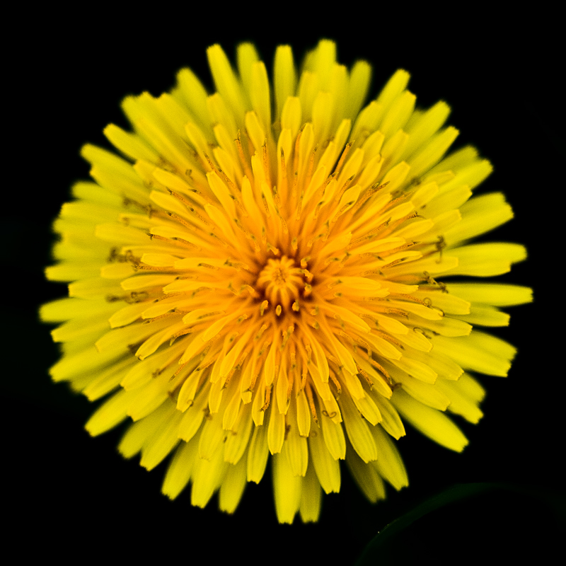 Dandelion