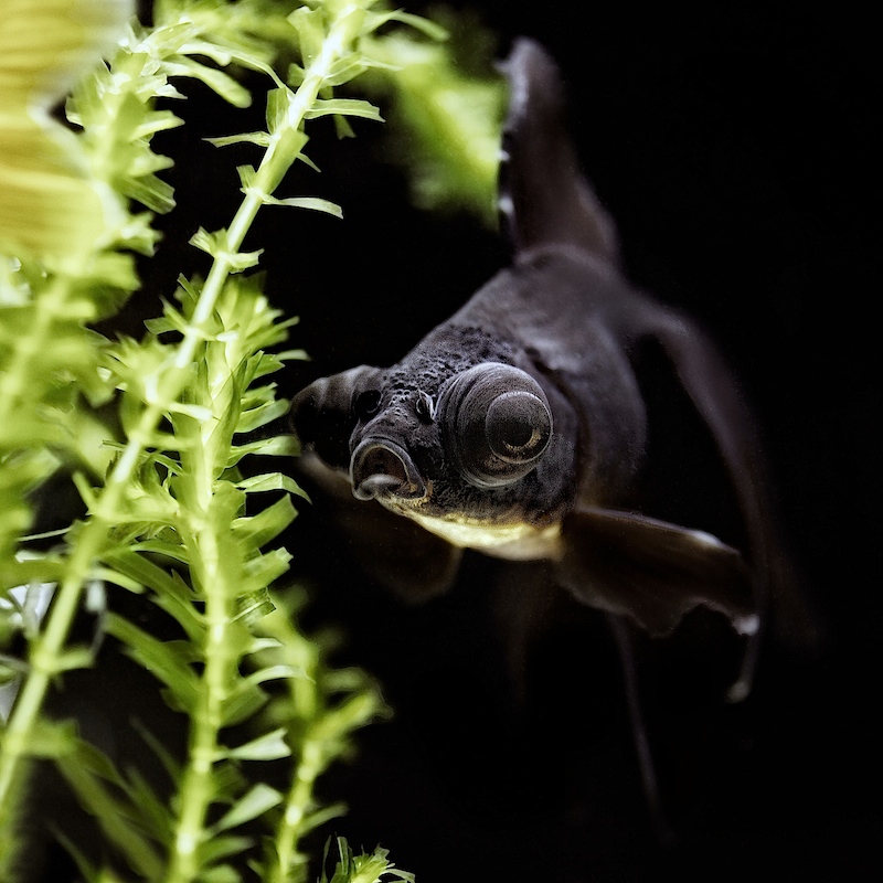Shadow the Fish