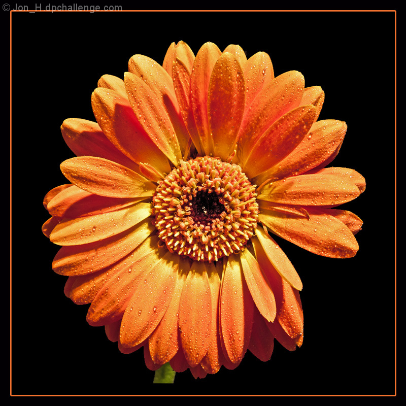 Gerbera