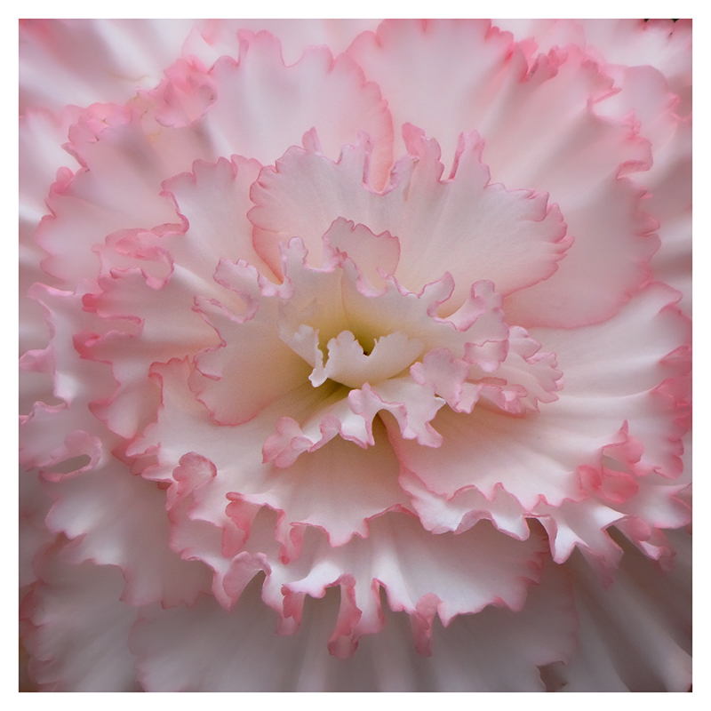 Frilly Begonia