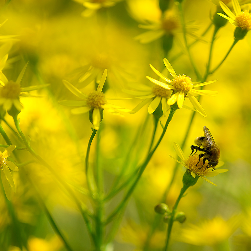 Working In A Square Of Yellow