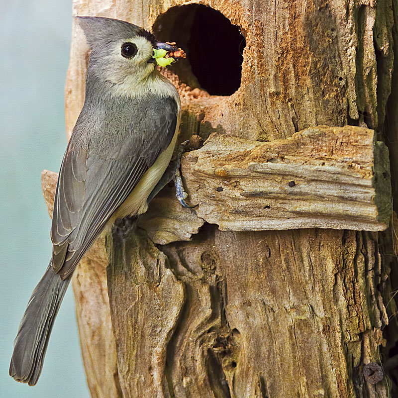 Mama timouse feeding family of six